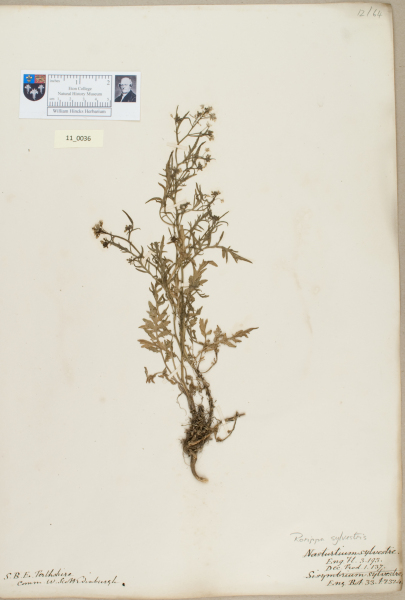 NHM_HH_11.36-2010 image NHM_HH_11.36-2010