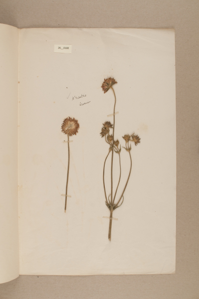 NHM_HH_26.100-2010 image NHM_HH_26.100-2010