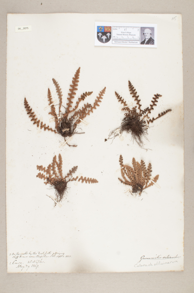 NHM_HH_4.75-2010 image NHM_HH_4.75-2010