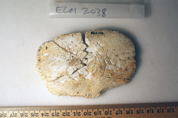 ECM.2038-2010-B image ECM.2038-2010-B