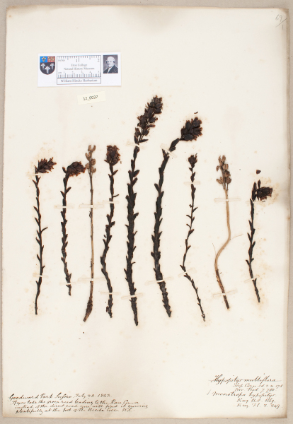 NHM_HH_12.37-2010 image NHM_HH_12.37-2010