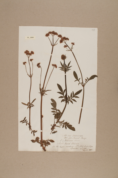 image NHM_HH_26.90-2010