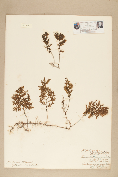 NHM_HH_41.115-2010 image NHM_HH_41.115-2010