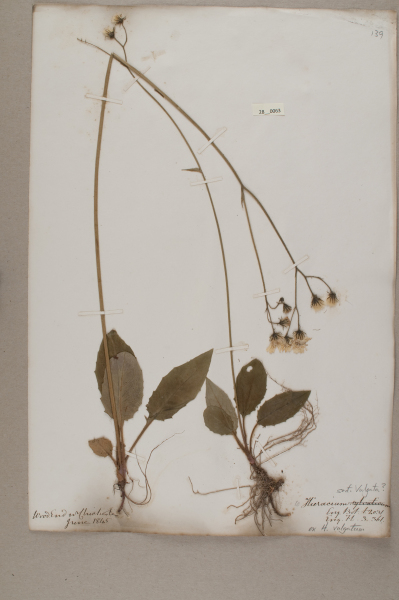 NHM_HH_28.63-2010 image NHM_HH_28.63-2010