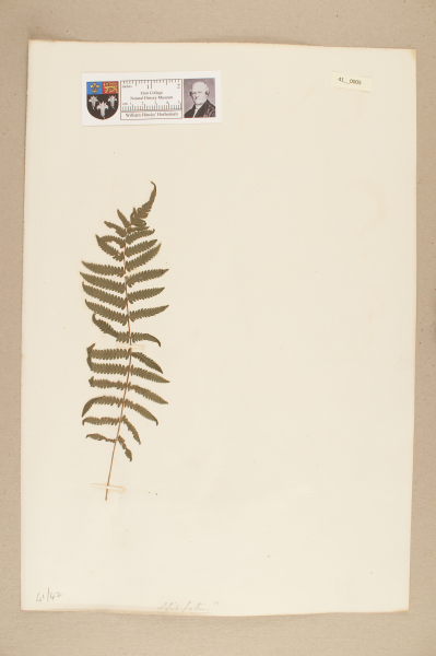 NHM_HH_41.5-2010 image NHM_HH_41.5-2010