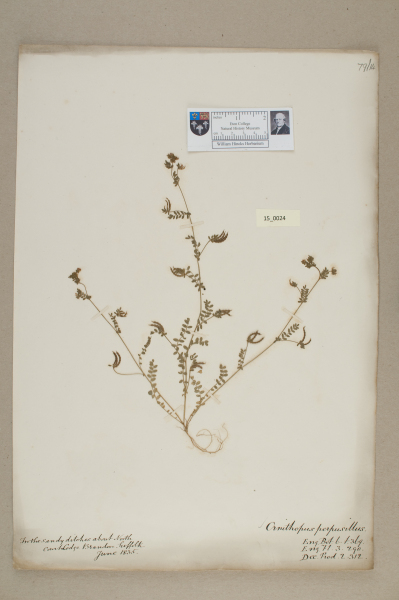 NHM_HH_15.24-2010 image NHM_HH_15.24-2010