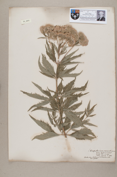 NHM_HH_29.72-2010 image NHM_HH_29.72-2010