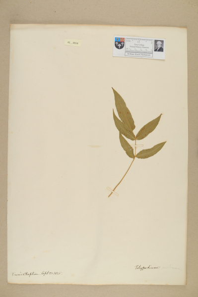 NHM_HH_42.14-2010 image NHM_HH_42.14-2010