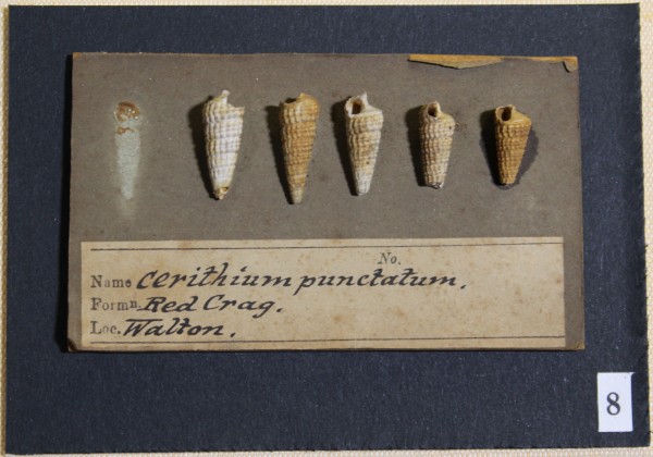 NHM-FT.8__-2016 image NHM-FT.8__-2016