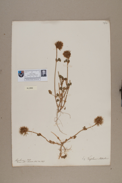 NHM_HH_16.46-2010 image NHM_HH_16.46-2010