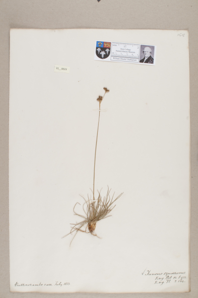 NHM_HH_31.23-2010 image NHM_HH_31.23-2010