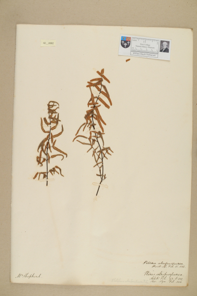 image NHM_HH_42.82-2010