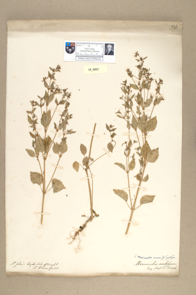 NHM_HH_18.7-2010 image NHM_HH_18.7-2010