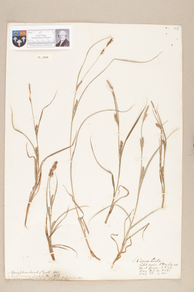 NHM_HH_33.38-2010 image NHM_HH_33.38-2010