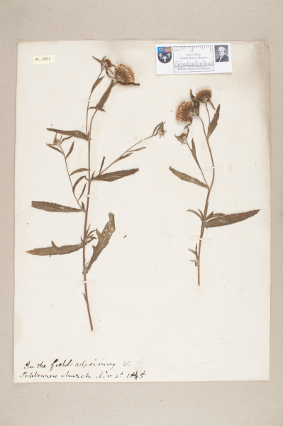 NHM_HH_45.12-2010 image NHM_HH_45.12-2010