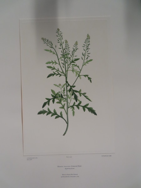 image FDA-E.2916_20_9-2016