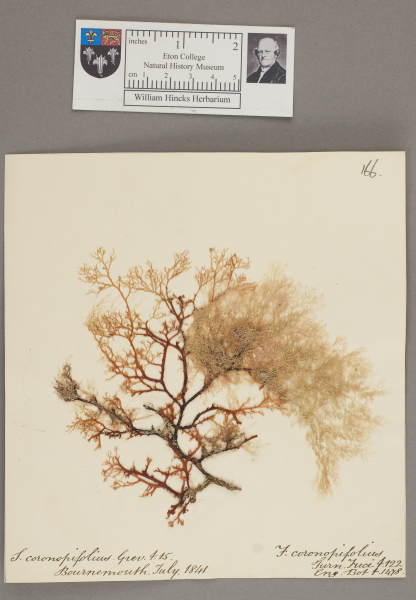 NHM_HH_1.166-2010 image NHM_HH_1.166-2010