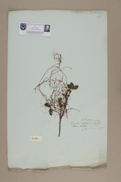 NHM_HH_20.21-2010 image NHM_HH_20.21-2010