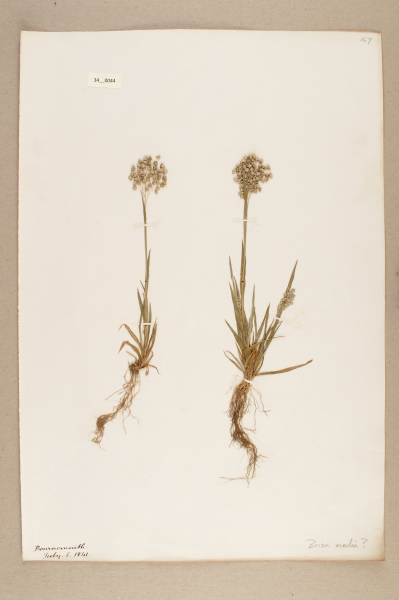 NHM_HH_34.44-2010 image NHM_HH_34.44-2010