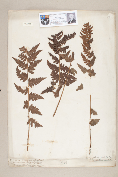 NHM_HH_5.78-2010 image NHM_HH_5.78-2010