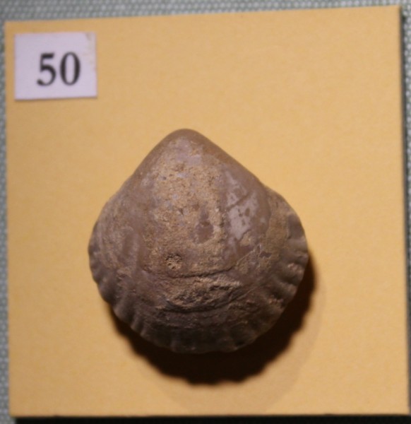 NHM.511-2017 image NHM.511-2017