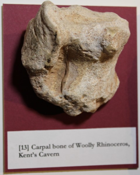 NHM.184-2016 image NHM.184-2016