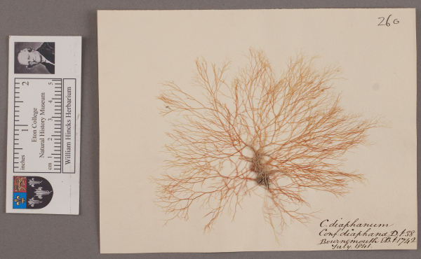 NHM_HH_1.260-2010 image NHM_HH_1.260-2010