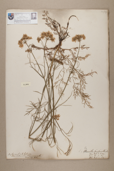 NHM_HH_21.53-2010 image NHM_HH_21.53-2010