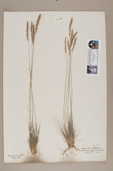 NHM_HH_35.49-2010 image NHM_HH_35.49-2010