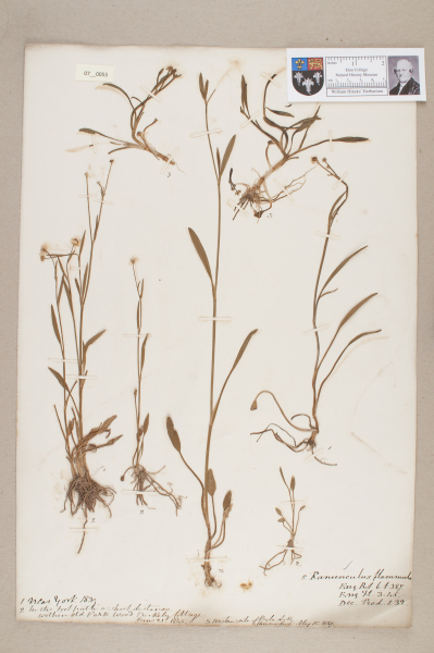 NHM_HH_7.53-2010 image NHM_HH_7.53-2010