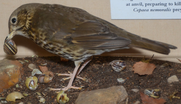 NHM_171_2016 image NHM_171_2016