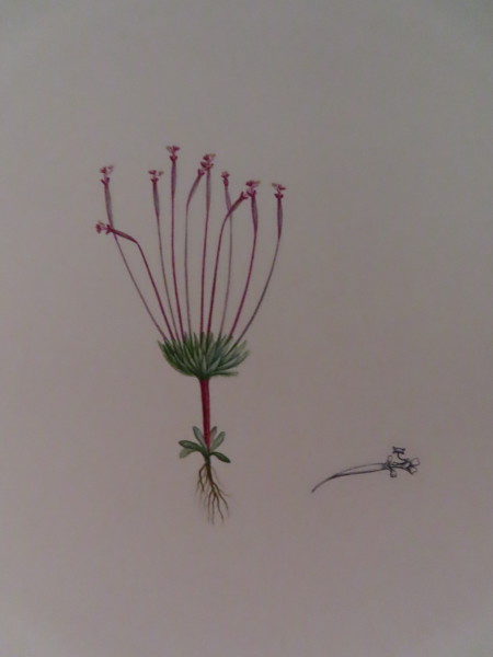 image FDA-E.2916_8_21-2016-A