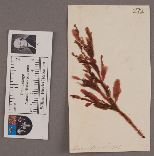 NHM_HH_1.272-2010 image NHM_HH_1.272-2010