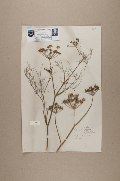 NHM_HH_21.63-2010 image NHM_HH_21.63-2010