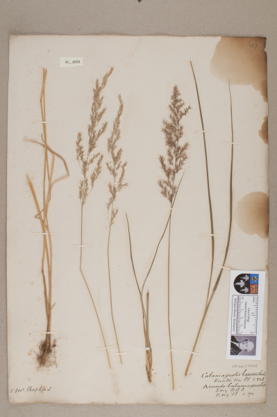 NHM_HH_35.59-2010 image NHM_HH_35.59-2010