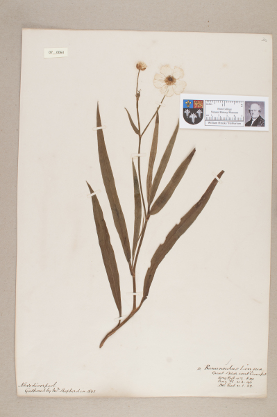 NHM_HH_7.63-2010 image NHM_HH_7.63-2010