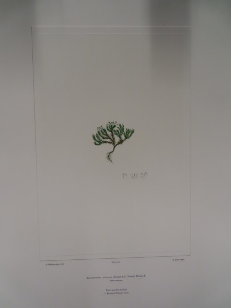 image FDA-E.2916_25_16-2016