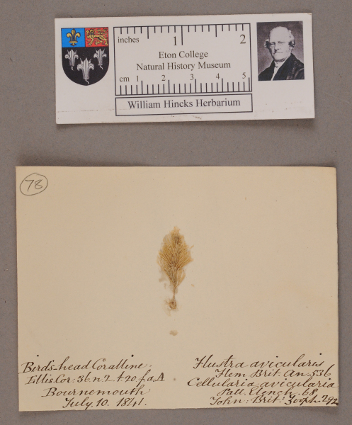 NHM_HH_1.78-2010 image NHM_HH_1.78-2010