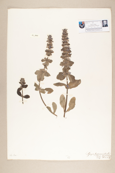 NHM_HH_23.43-2010 image NHM_HH_23.43-2010