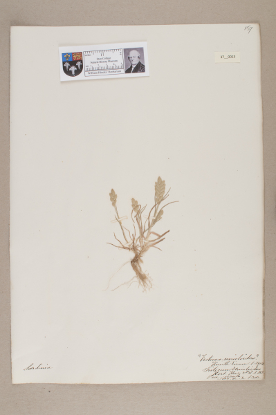 NHM_HH_37.13-2010 image NHM_HH_37.13-2010