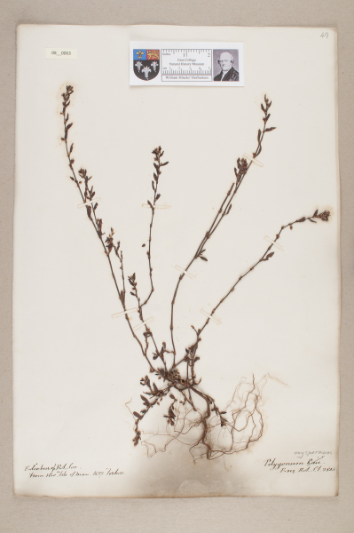 NHM_HH_8.63-2010 image NHM_HH_8.63-2010