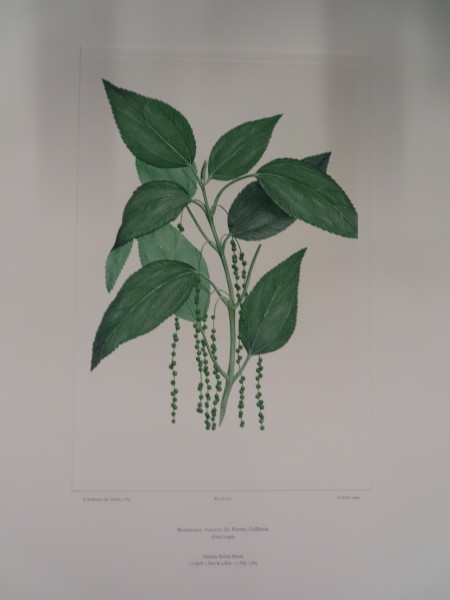 FDA-E.2916_31_10-2016-A image FDA-E.2916_31_10-2016-A