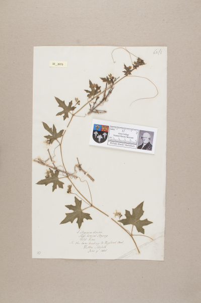 NHM_HH_10.73-2010 image NHM_HH_10.73-2010