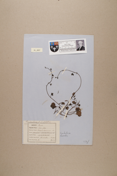 NHM_HH_25.17-2010 image NHM_HH_25.17-2010