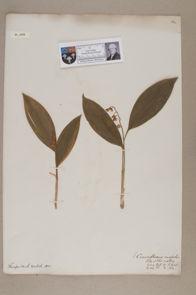 NHM_HH_38.9-2010 image NHM_HH_38.9-2010