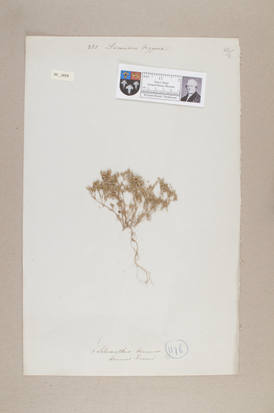 NHM_HH_9.58-2010 image NHM_HH_9.58-2010