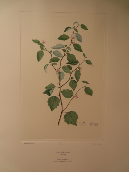 image FDA-E.2916_28_7-2016-A