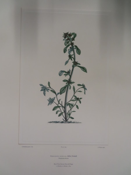 FDA-E.2916_33_13-2016-A image FDA-E.2916_33_13-2016-A