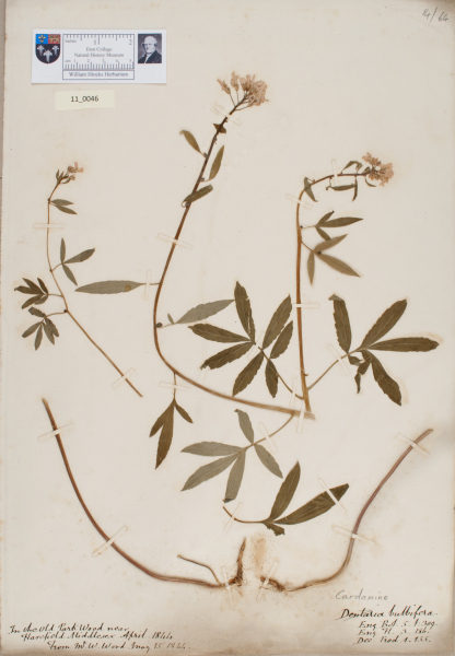 NHM_HH_11.46-2010 image NHM_HH_11.46-2010