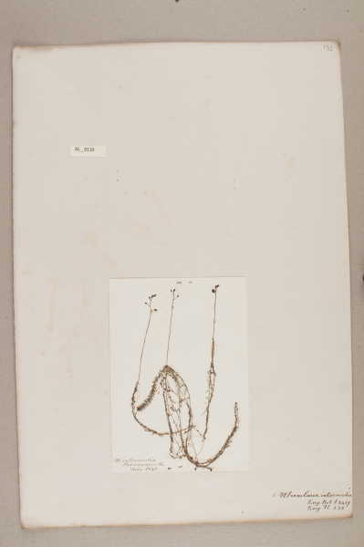 NHM_HH_26.110-2010 image NHM_HH_26.110-2010